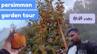 persimmon garden tour  japani fal  ll QNA video Abhishekthakur0105 [upl. by Magena868]