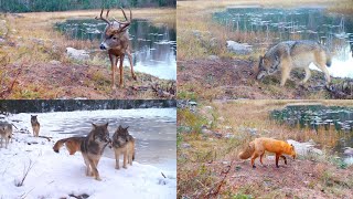 Northwoods wildlife deep in the heart of Voyageurs National Park [upl. by Ahsal]