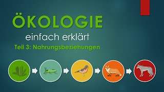 3 Nahrungsbeziehungen  ÖKOLOGIE einfach erklärt [upl. by Cannice]