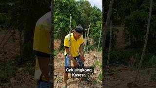 KASESA PRIMADONA YANG MULAI TERLUPAKAN subscribe shorts fypシ゚viral petani [upl. by Margherita586]