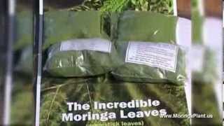 Moringa Oleifera  Documentary about Moringa Superfood [upl. by Gnivre983]