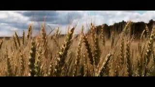 Nature of Russia Zaoksky cinematic video 4K 24fps iPhone7PlusProMovieLumaFusion [upl. by Foote690]