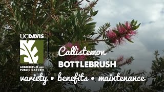 Callistemon  Bottlebrush [upl. by Learsiy]