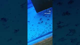 Angelfish Hatchlings ❤️❤️ angelfish angelfishtank angelfishbreeding [upl. by Rybma333]