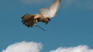 Kestrel Hovering at the International Centre for Birds of Prey [upl. by Noseimaj]