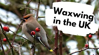 Waxwings in the UK  A British Wildlife Walk [upl. by Vassily717]