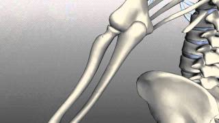 Radius and Ulna  Anatomy Tutorial [upl. by Ttoile]