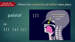 Introduction to Articulatory Phonetics [upl. by Anawait22]