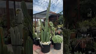 Take a look at this gigantic quotNight Blooming Cereusquot Cereus peruvanius 👀😮💚🌵 [upl. by Enilaf]