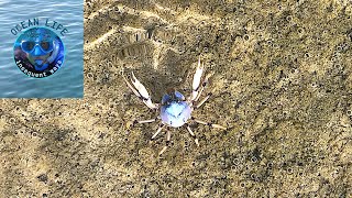 Snorkelling Lord Howe Island Ned’s Beach 1 in January 2018 [upl. by Ahsac]