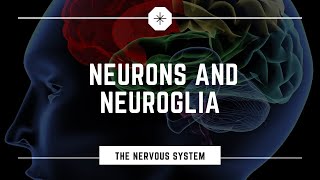 Neurons and Neuroglia [upl. by Relyhcs81]