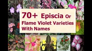 70 Varieties Episcia Plants With Names  EPISCIA  Flame Violet Plant  hanging plants [upl. by Luigino325]