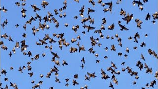 Why Birds Have Been Falling From The Sky Around The World  Decoding Bird Mass Mortality Events [upl. by Aihsercal]