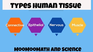 Types of Human Body Tissue [upl. by Jac]