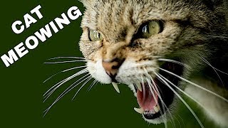 Cat Sound Effect  Cat Meowing [upl. by Noteloc]