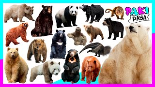 ¡TIPOS DE OSOS Types of bears Video educativo 🐻 クマ  곰  Ours  animales del bosque forest animal [upl. by Aramot]