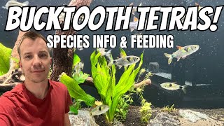 BUCKTOOTH TETRA SPECIES INFO  FEEDING amp REVIEW [upl. by Annuaerb]