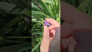 spiderwort in the garden spiderwort garden [upl. by Aynna]