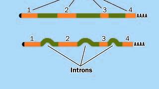 PostTranscriptional modification mRNA  RNA Processing [upl. by Calen]