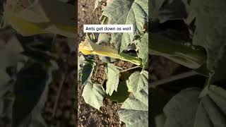 Toxic Wildflower Blooms and Invasive Eucalyptus Trees  Sacred Datura Datura Wrightii [upl. by Dnar211]