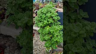 싱그러움이 넘치는 장미허브Plectranthus hadiensis var tomentosus [upl. by Ap]