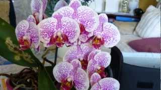 Orchideen Show von der Orchideenausstellung in Planegg 2012 und meine Eigene Orchideen [upl. by Perkins392]