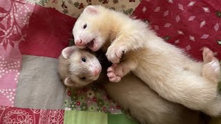 CUTEST BABY FERRETS 🤎🤍Chockoly amp Flocky [upl. by Taryne]