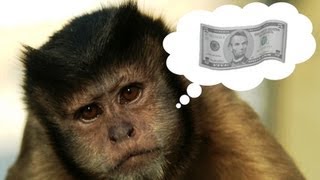 Are Monkeys Good With Money Understanding Economic Bias [upl. by Darci]