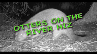 Otters on the river Hiz [upl. by Nwahser698]