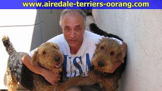 Large Airedale Terrier Breeder Airedaleterriers [upl. by Dyol]