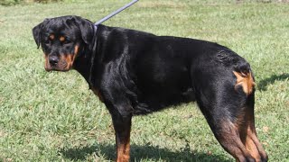 ROTTWEILER TAIL DOCKING HOW TO DO IT AT HOME [upl. by Cirdla670]