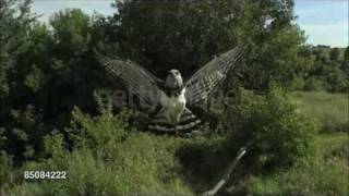 Harpy Eagle Harpia harpyja Info in description [upl. by Iverson]