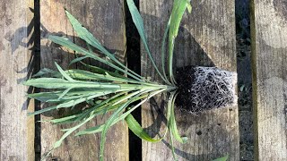 Potting on Cornflowers [upl. by Gaelan796]