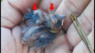 TIRANDO BERNE PARASITANDO EM FILHOTES DE PAPA CAPIM Removing parasite from baby Bird [upl. by Allbee199]