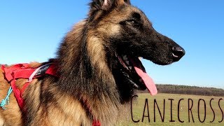 Can I Run with My Dog  Canicross Training Running Gear  Belgian Shepherd Tervuren [upl. by Eolhc]