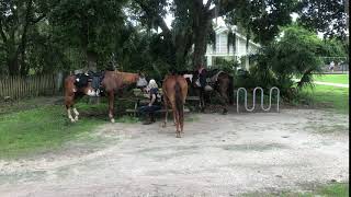 Video of Alafia River State Park FL from Donna H [upl. by Whetstone470]