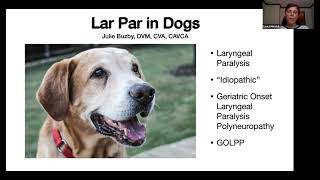 Laryngeal Paralysis in Dogs [upl. by Teodor]