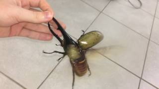 Largest beetle in the world flies [upl. by Ailedua]