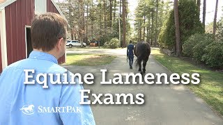 Equine Lameness Exams [upl. by Renner]