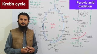 Krebs cycle  pyruvic acid oxidation  Citric acid cycle  Tricarboxylic acid cycle [upl. by Bridge]