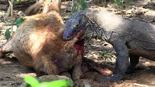 Comodo Dragon Eat Monkey  Comodo Dragon Best Attacks  All About Wildl [upl. by Lindley]