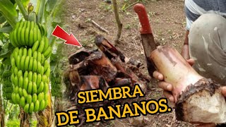 SEMBRÉ ESTAS PLANTAS DE GUINEO MIENTRA LIEMPIABA EL SUELO Episodio 1 [upl. by Dlorrej]