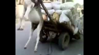 Donkey with heavy cart load ends up in the air [upl. by Nevile]