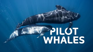 Pilot Whales The Unlikely Apex Predators Hunting In The Dark Ocean Depths  Wildlife Documentary [upl. by Eitsrik]