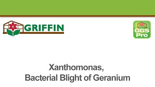 Xanthomonas Bacterial Blight of Geranium [upl. by Laurens730]