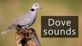 What does the Cape turtle dove Ringnecked dove sound like [upl. by Niamjneb375]