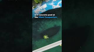 Viral video of lonely manatee in concrete pool sparks rescue efforts from activists Shorts [upl. by Norine]