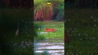 Royal Bengal Tiger at Orang National Park Assam assam tiger wildlife nature photography [upl. by Boiney]