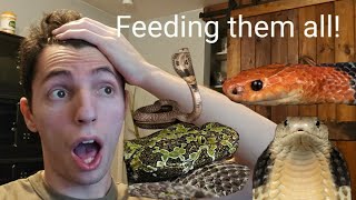 Feeding my RAREST Venomous Snakes [upl. by Ennaesor813]