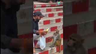 Funny Monkey Mind Voice shortsfeed monkey funnyanimal funny funnycat comedy catvideos [upl. by Dene]